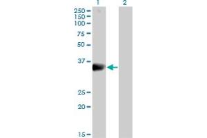 Western Blot analysis of DARC expression in transfected 293T cell line by DARC MaxPab polyclonal antibody.
