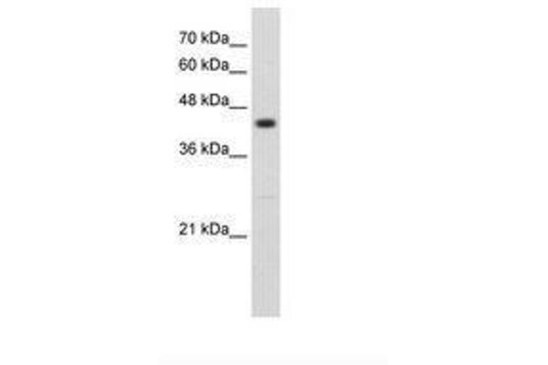 RNF32 antibody  (AA 151-200)