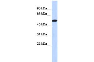 WB Suggested Anti-TRIML2 Antibody Titration: 0. (TRIML2 antibody  (Middle Region))