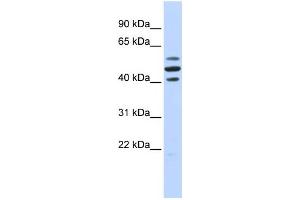 WB Suggested Anti-HSPBAP1 Antibody Titration:  0. (HSPBAP1 antibody  (Middle Region))