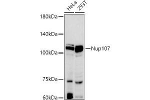Western blot analysis of extracts of various cell lines, using Nup107 antibody (ABIN7269039) at 1:500 dilution. (NUP107 antibody)