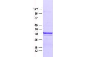 Validation with Western Blot (MESDC2 Protein (His tag))