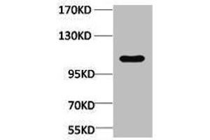 Western blot analysis of Maize, diluted at 1:4000. (CNDP2 antibody)