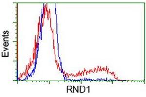 HEK293T cells transfected with either RC205535 overexpress plasmid (Red) or empty vector control plasmid (Blue) were immunostained by anti-RND1 antibody (ABIN2453602), and then analyzed by flow cytometry. (RND1 antibody)