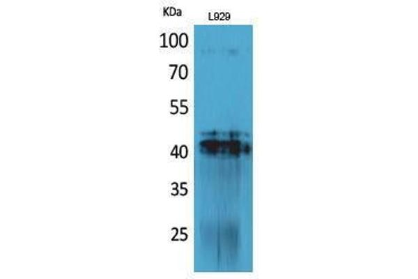 PDGFD antibody  (C-Term)