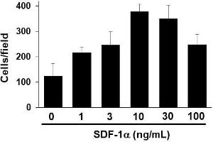 Migration assay with 3T3 mouse cells