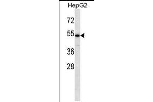 Western blot analysis in HepG2 cell line lysates (35ug/lane). (CHST9 antibody  (N-Term))