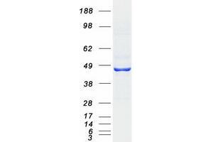 Validation with Western Blot (HSD11B2 Protein (Myc-DYKDDDDK Tag))