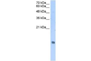 HIST2H2AA3 antibody used at 2. (HIST2H2AA3 antibody  (Middle Region))