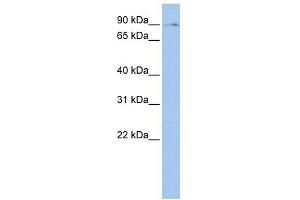 WB Suggested Anti-BMP2K Antibody Titration:  0. (BMP2K antibody  (Middle Region))