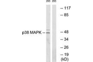 Western Blotting (WB) image for anti-Mitogen-Activated Protein Kinase 14 (MAPK14) (AA 288-337) antibody (ABIN2888769) (MAPK14 antibody  (AA 288-337))