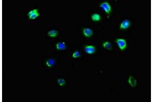 Immunofluorescence staining of A549 cells with ABIN7157528 at 1:200, counter-stained with DAPI. (KIR3DL2 antibody  (AA 361-455))