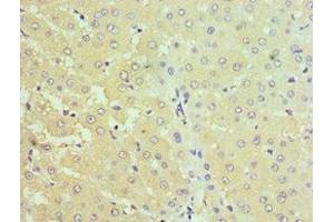 Immunohistochemistry of paraffin-embedded human liver tissue using ABIN7170690 at dilution of 1:100 (Stanniocalcin 1 antibody  (AA 18-247))
