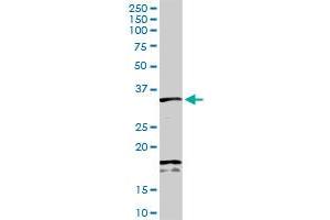 SDCBP MaxPab rabbit polyclonal antibody. (SDCBP antibody  (AA 1-298))