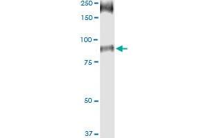 Immunoprecipitation of SLC26A6 transfected lysate using anti-SLC26A6 MaxPab rabbit polyclonal antibody and Protein A Magnetic Bead , and immunoblotted with SLC26A6 purified MaxPab mouse polyclonal antibody (B01P) . (SLC26A6 antibody  (AA 1-758))
