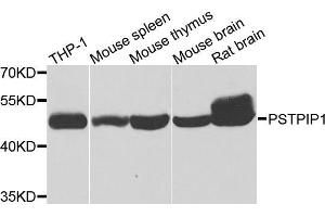 Western blot analysis of extracts of various cell lines, using PSTPIP1 antibody (ABIN5975180) at 1/1000 dilution. (PSTPIP1 antibody)