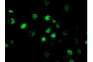Anti-RBBP7 mouse monoclonal antibody (ABIN2455359) immunofluorescent staining of COS7 cells transiently transfected by pCMV6-ENTRY RBBP7 (RC217969). (RBBP7 antibody)
