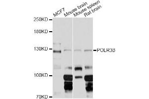 Western blot analysis of extracts of various cell lines, using POLR3B Antibody (ABIN6293464) at 1:3000 dilution. (POLR3B antibody)