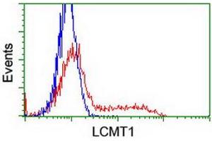 Image no. 9 for anti-Leucine Carboxyl Methyltransferase 1 (LCMT1) antibody (ABIN1499107) (LCMT1 antibody)