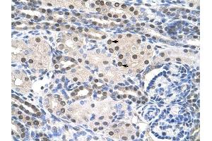 PAIP1 antibody was used for immunohistochemistry at a concentration of 4-8 ug/ml to stain Epithelial cells of renal tubule (arrows) in Human Kidney. (PAIP1 antibody)