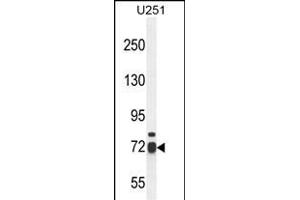 WDR76 Antibody (C-term) (ABIN654608 and ABIN2844308) western blot analysis in  cell line lysates (35 μg/lane). (WDR76 antibody  (C-Term))