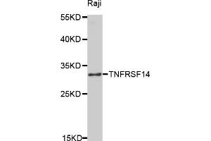 Western blot analysis of extracts of Raji cells, using TNFRSF14 antibody (ABIN5971020) at 1/1000 dilution. (HVEM antibody)