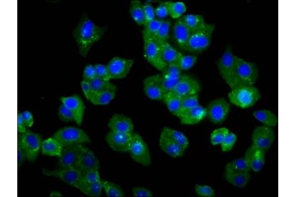 TMEM132D antibody  (AA 796-909)