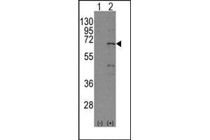 Image no. 1 for anti-Nuclear Receptor Subfamily 4, Group A, Member 1 (NR4A1) (Ser351) antibody (ABIN358810) (NR4A1 antibody  (Ser351))
