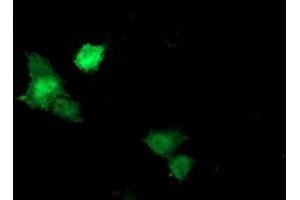 Image no. 4 for anti-Signal Transducer and Activator of Transcription 5A (STAT5A) antibody (ABIN1501190) (STAT5A antibody)
