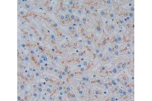 IHC-P analysis of liver tissue, with DAB staining. (Ladinin 1 antibody  (AA 1-192))