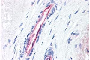 Human Placenta, Vessels (formalin-fixed, paraffin-embedded) stained with F2R antibody ABIN337370 at 10 ug/ml followed by biotinylated anti-mouse IgG secondary antibody ABIN481714, alkaline phosphatase-streptavidin and chromogen. (PAR1 antibody  (N-Term))