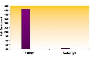 Chromatin IP analysis of Histone H3 acetyl Lys56 antibody. (Histone 3 antibody  (H3K56ac))