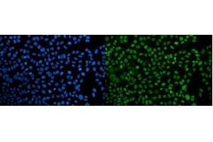 IF analysis of PPIL3 using anti-PPIL3 antibody (ABIN7599018). (PPIL3 antibody  (AA 1-161))