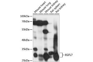 Western blot analysis of extracts of various cell lines, using EGFL7 antibody (ABIN7266907) at 1:1000 dilution. (EGFL7 antibody  (AA 24-100))