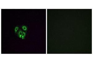 Immunofluorescence (IF) image for anti-Olfactory Receptor, Family 4, Subfamily F, Member 4 (OR4F4) (C-Term) antibody (ABIN1853248) (OR4F4 antibody  (C-Term))