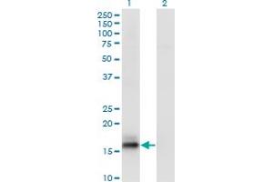 Western Blot analysis of AGR2 expression in transfected 293T cell line by AGR2 monoclonal antibody (M02), clone 3G1. (AGR2 antibody  (AA 1-175))