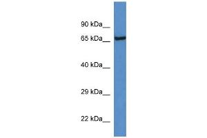 WB Suggested Anti-Klkb1 Antibody   Titration: 1.