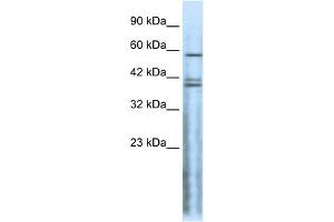 WB Suggested Anti-CHRND Antibody Titration:  0. (CHRND antibody  (N-Term))
