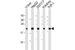 Western Blotting (WB) image for anti-Glutathione Peroxidase 1 (GPX1) (AA 164-193), (C-Term) antibody (ABIN653263)
