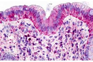 Image no. 1 for anti-G Protein-Coupled Receptor 160 (GPR160) (Transmembrane Domain) antibody (ABIN1048745) (GPR160 antibody  (Transmembrane Domain))