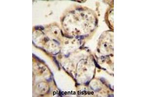 TBB1 Antibody (N-term) immunohistochemistry analysis in formalin fixed and paraffin embedded human placenta tissue followed by peroxidase conjugation of the secondary antibody and DAB staining. (TUBB1 antibody  (N-Term))