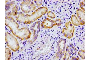 Immunohistochemistry of paraffin-embedded human kidney tissue using ABIN7148679 at dilution of 1:100 (CRTC2 antibody  (AA 180-372))