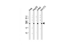 Lane 1: HeLa Cell lysates, Lane 2: HepG2 Cell lysates, Lane 3: Jurkat Cell lysates, Lane 4: NIH-3T3 Cell lysates, probed with RAB5B (1615CT668. (RAB5B antibody)