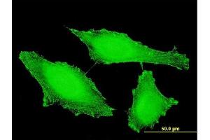 Immunofluorescence of monoclonal antibody to PTPRE on HeLa cell. (PTPRE antibody  (AA 511-600))