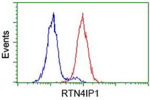 Image no. 2 for anti-Reticulon 4 Interacting Protein 1 (RTN4IP1) antibody (ABIN1500771) (RTN4IP1 antibody)