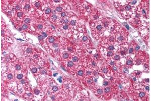 Human Adrenal (formalin-fixed, paraffin-embedded) stained with P2RX2 antibody ABIN214799 at 2. (P2RX2 antibody  (AA 55-104))