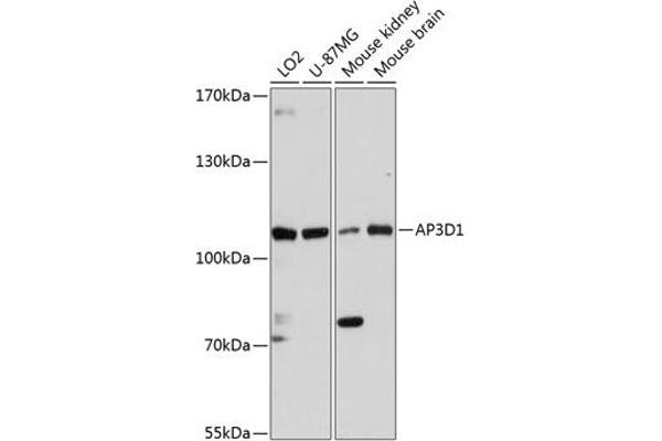 AP3D1 antibody  (AA 520-700)