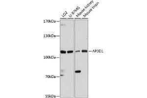 Western blot analysis of extracts of various cell lines, using D1 antibody (ABIN6131188, ABIN6136969, ABIN6136970 and ABIN6216905) at 1:3000 dilution. (AP3D1 antibody  (AA 520-700))