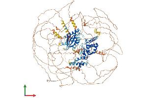 Protein Structure (PS) image for Slingshot Homolog 2 (SSH2) (AA 1-1423) protein (His tag) (ABIN7563848)
