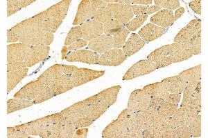 ABIN6258893 and ABIN6275754 at 1/100 staining Mouse muscle tissue by IHC-P. (GNE antibody  (C-Term))